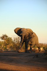 Fototapeta na wymiar Drohender Elefant