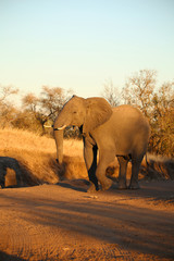 Fototapeta na wymiar Elefant im Abendlicht