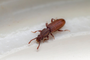 Merchant grain beetle in white background view from side. Oryzaephilus mercator
