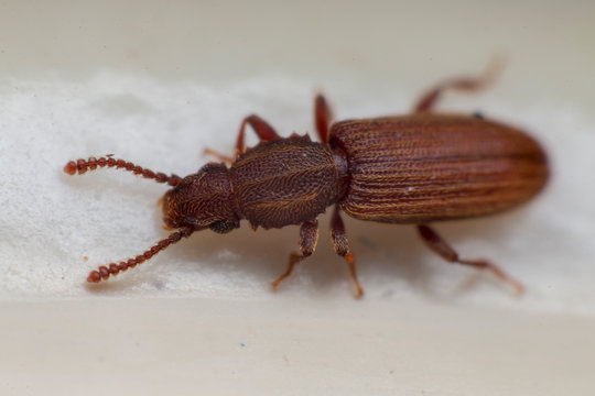 Merchant grain beetle in white background view from side. Oryzaephilus mercator