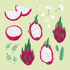 Vector summer set with dragon fruit (pitaya), flowers and leaves isolated on white background.