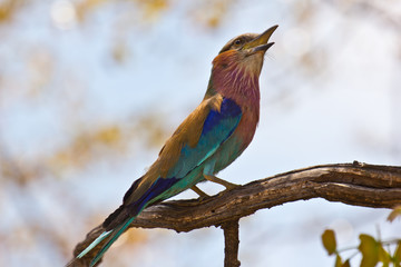 lilacbrested roller sitting on branch, close