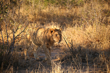 Junger männlicher Löwe