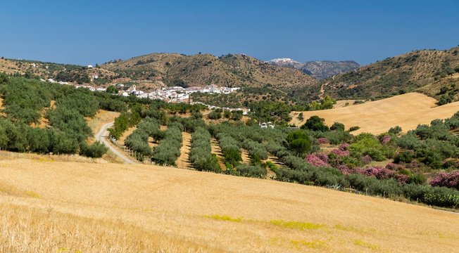 Landscape, Riogordo, Comares, Axarquia, Province of Malaga, Andalusia, Spain, Europe