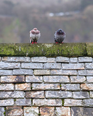 Pair of pigeons sat separately on a roof top