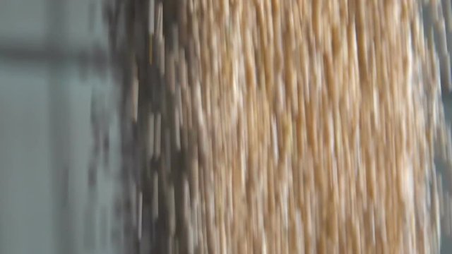 Peas pouring from the bunker. Slow Motion