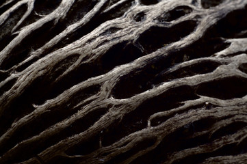 Root closeup on black background