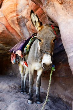 Donkey rest at colourful rock-formations in Petra, Wadi Musa, Jordan, Asia