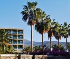 Fototapeta premium Palmen neben Hotel auf Kreta in Malia