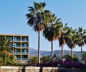 Palmen neben Hotel auf Kreta in Malia