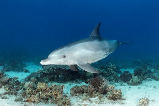 Bottlenose dolphin (Tursiops truncatus), female, swims over coral reef, Red Sea, Egypt, Africa