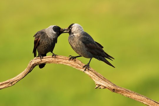 Western jackdaws (Corvus monedula) at the courtship display on branch, beaking, National Park Kiskunsag, Hungary, Europe