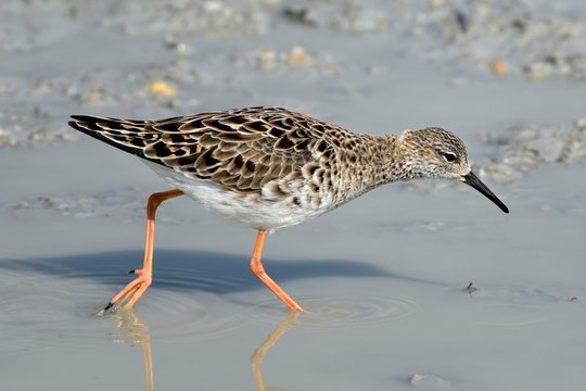 Ruff (Philomachus pugnax), runs in the mud, National Park Kiskunsag, Hungary, Europe