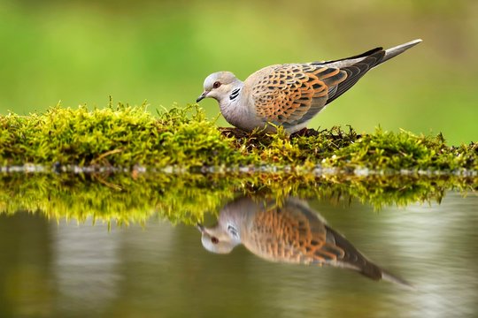 Turtle dove (Streptopelia turtur) at birdbath, Mirroring, National Park Kiskunsag, Hungary, Europe
