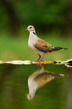Turtle dove (Streptopelia turtur) at birdbath, Mirroring, National Park Kiskunsag, Hungary, Europe