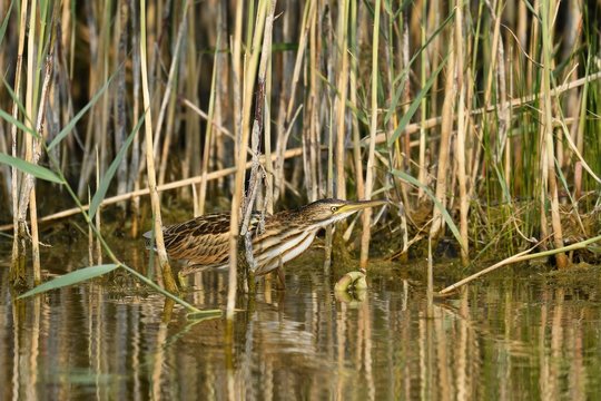 Little bittern (Ixobrychus minutus), Young animal standing in reeds, Lake Neuchatel, Canton Neuchatel, Switzerland, Europe