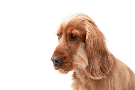 A golden ginger Cocker Spaniel dog isolated on white background close up 