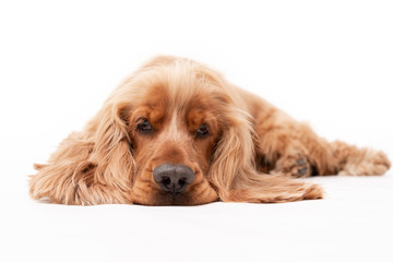 A golden ginger Cocker Spaniel dog isolated on white background laying down