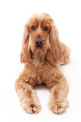 A golden ginger Cocker Spaniel dog isolated on white background laying down looking into camera