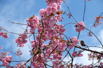 Cherry Blossoms in Garmisch, Bavaria, Germany
