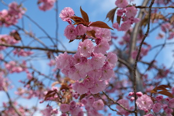 Cherry Blossoms in Garmisch, Bavaria, Germany