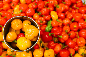Fresh chilis at Feira do Sao joaquim market in Salvador, Bahia, Brazil
