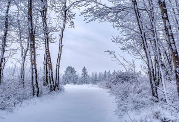 Winter Scene of Frosty Trees and Snow Covered Ground