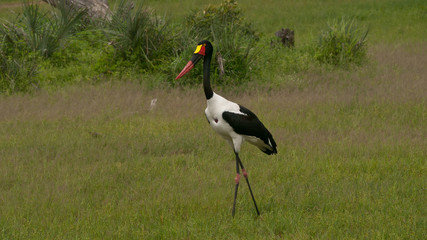 saddle-billed stork looking for food 
