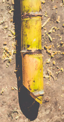 agriculture,asia,background,brazil,cane,close,closeup,crop,cut,design,drink,factory,fiber,food,fresh,glass,grass,green,harvest,healthy,industrial,industry,iron,isolated,juice,light,liquid,machine,manu