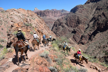 Mule Trip - Grand Canyon National Park