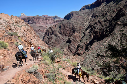 Mule Trip - Grand Canyon National Park