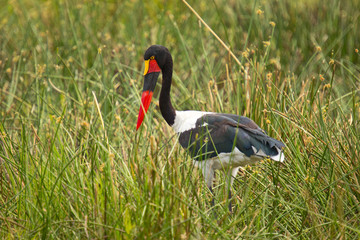 saddle-billed stork looking for food 