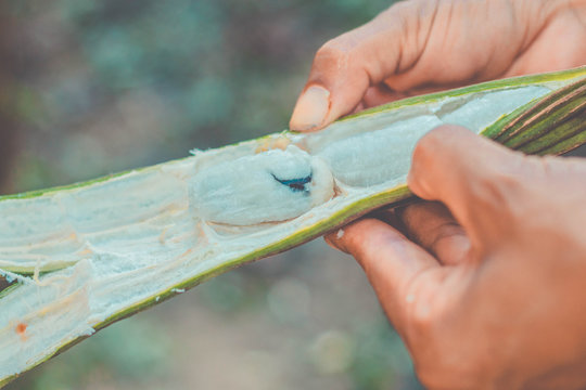 Inga pod on tree (Brazil) - Guaba
