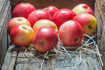 Fresh organic ripe red apples with water drops on wooden background, Apple fruit concept