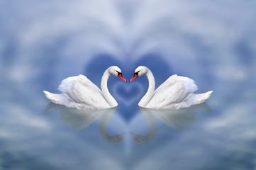 Greeting card from February 14 as an invitation to Valentine's Day. A pair of swans in love framed by a cloudy heart against a blue sky pond.