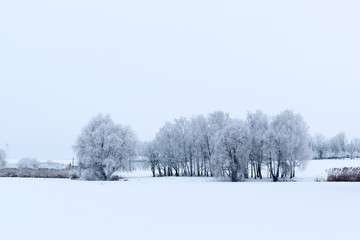 Landscape winter. Trees are covered with snow. copy space.