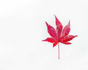 Red maple leaf on first winter white and clean snow