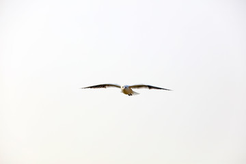 Seagulls fly in the sky
