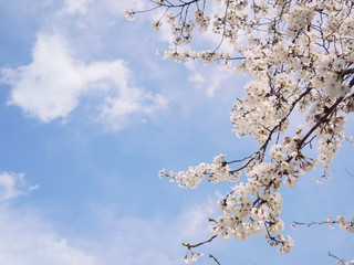 Beautiful cherry blossom tree.