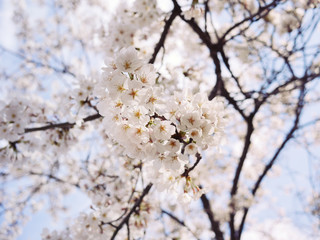 Beautiful cherry blossom tree.