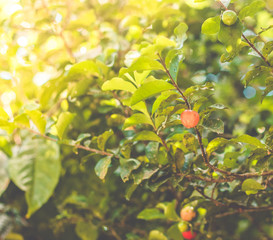 Fresh Acerola cherry on the tree (Malpighia emarginata) - azerola raw