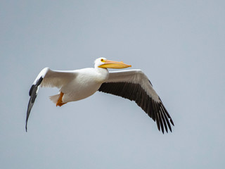 Fototapeta na wymiar Pelican in Red River