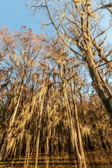 Fototapeta premium Caddo Lake State Park