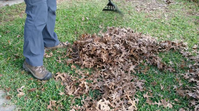Man rakes dried leaves in the garden. Spring garden cleaning