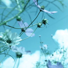 Beautiful cosmos flowers against blue sky. Meadow plant