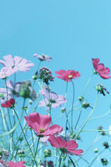Beautiful cosmos flowers against blue sky. Meadow plant