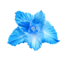 Beautiful gladiolus flower on white background