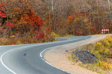 Naklejka premium The road in the middle of a colorful autumn forest