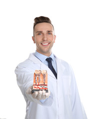 Male dentist holding teeth model on white background