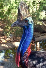 A Southern Cassowary